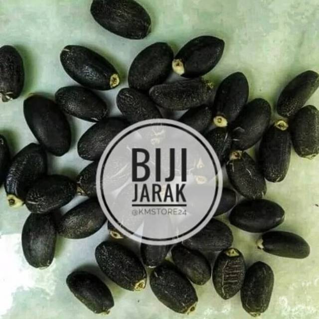Biji Jarak Pagar 1kg