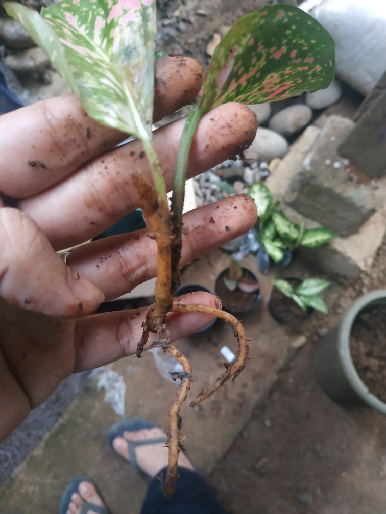 4 Paket Aglonema (bibit) Dud Anjamani , Red Heng Heng , Rotundum , Snowhite