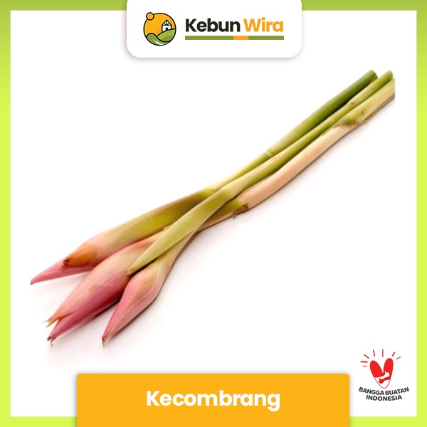 

Kecombrang 500gr