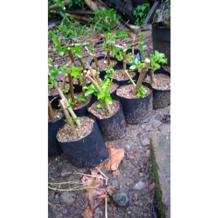 bahan bonsai sancang hidup 15k