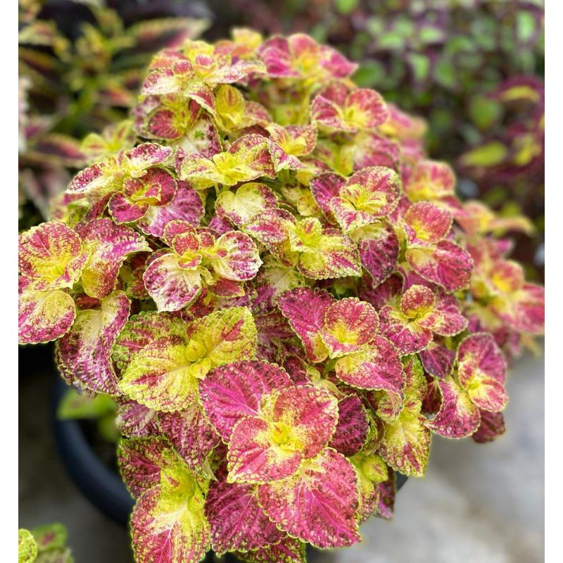 Tanaman Bunga Miana ID MIANA CINTA Tanaman Hias Bunga Cantik