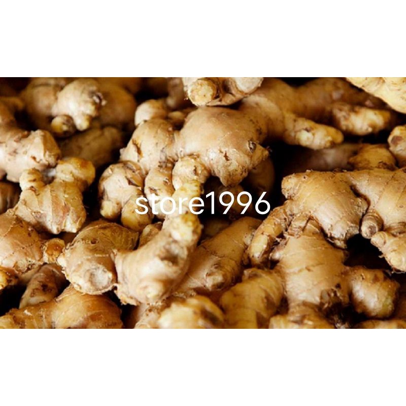 

jahe gajah segar 500 gram