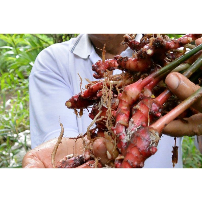 

jahe merah seger 1kg sdh dicuci dan dijemur biar tdk terlalu basah #murah #pres #jahemerah