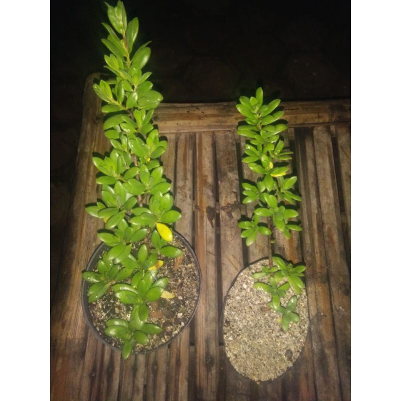 bibit santigi mawar super cangkok.