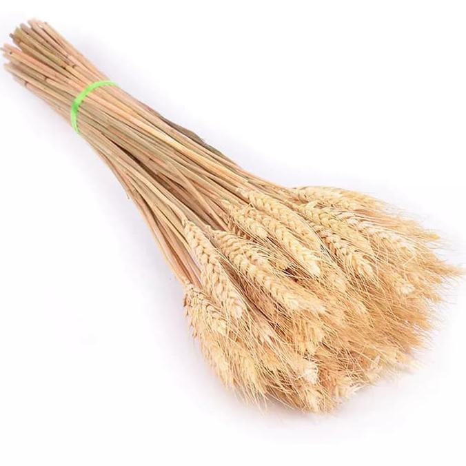 Bunga Gandum Kering Pampas Gandum Dried Wheat Triticum Bunga Gandum Kering Pampas Gandum Dried Wheat Triticum