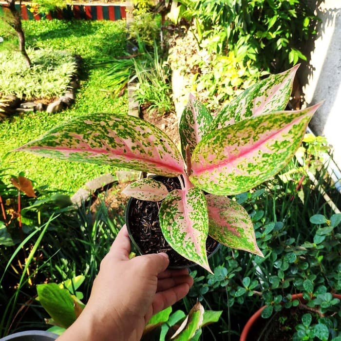 Aglonema murah lady pink/aglonema lady pink