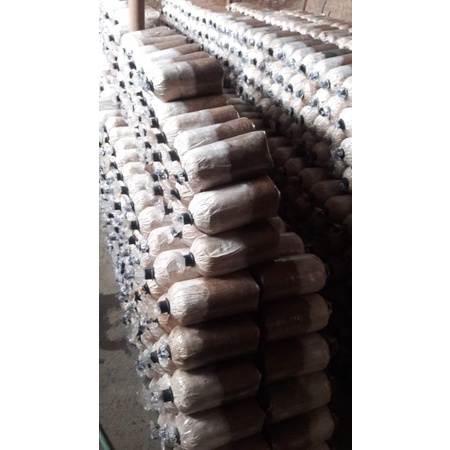 

bibit jamur tiram