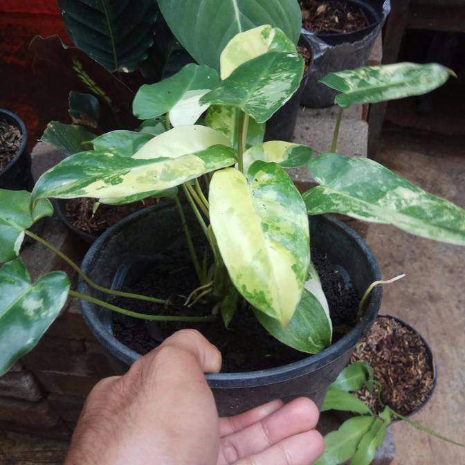 Philodendron Brekele Variegata / Philo Brekele Variegata Jual