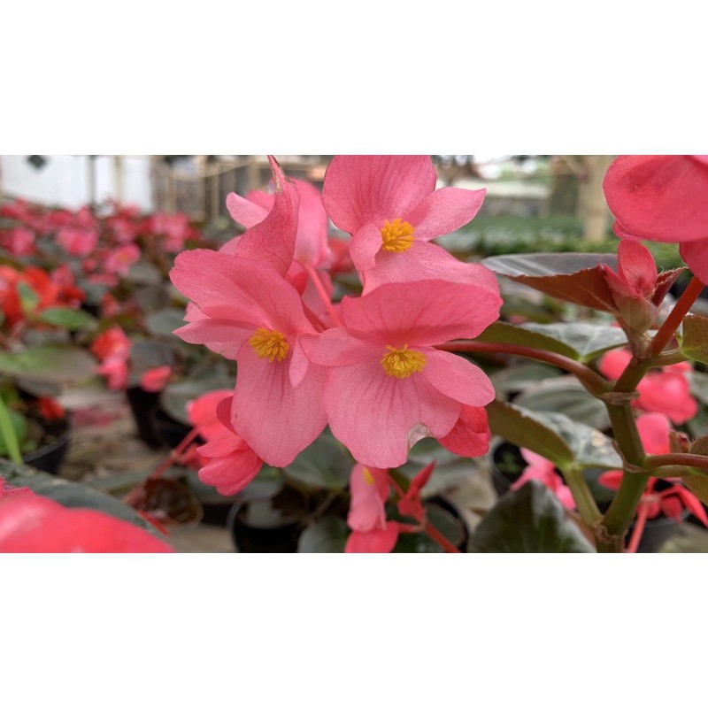 Tanaman Hias Begonia Jerman