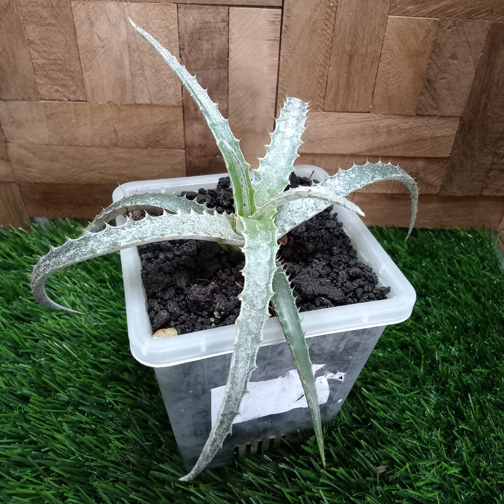 [DYCKIA] - DYCIA SILVER - DYCKIA BREFIOLIA - EKOR TUPAI // TANAMAN HIAS // JUAL TANAMAN HIAS// LANDS