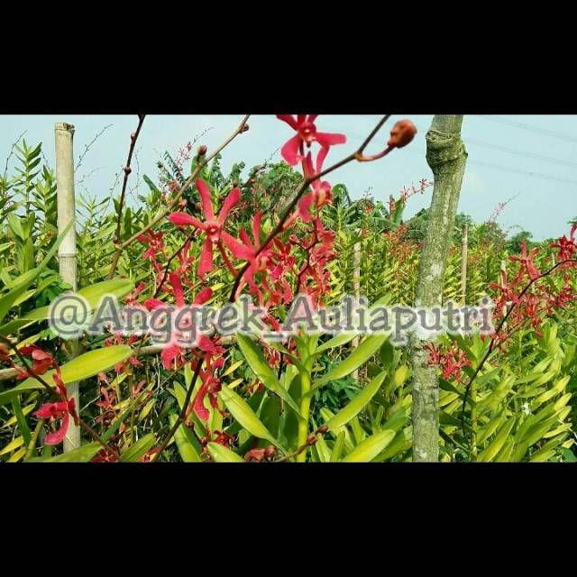 Anggrek tanah Jamestory merah dewasa / Anggrek kalajengking merah / Anggrek Gymstori / Anggrek Tanah