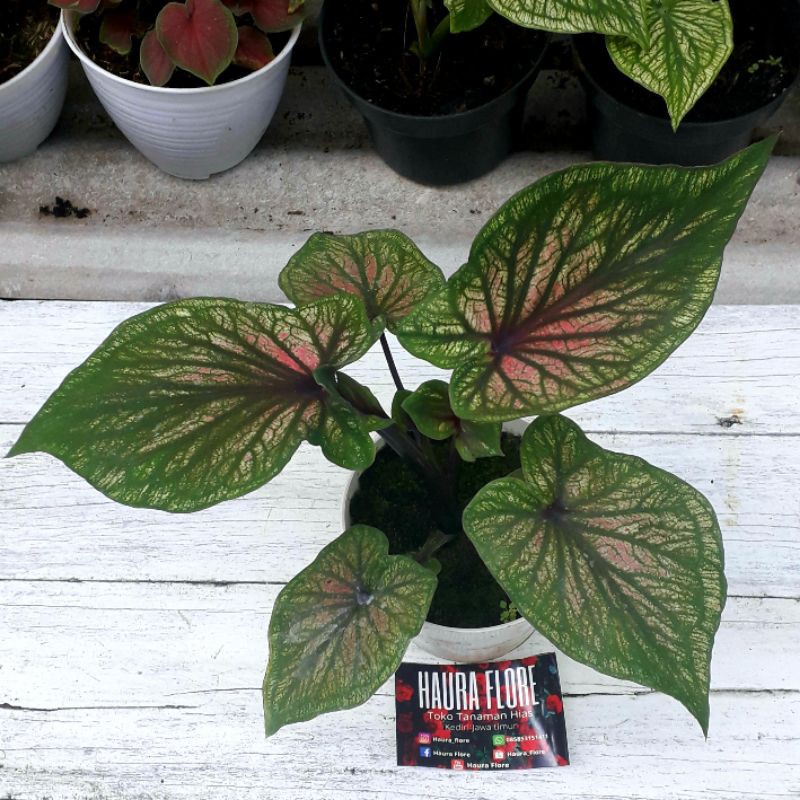 caladium SRIKANDI daun ganda dewasa