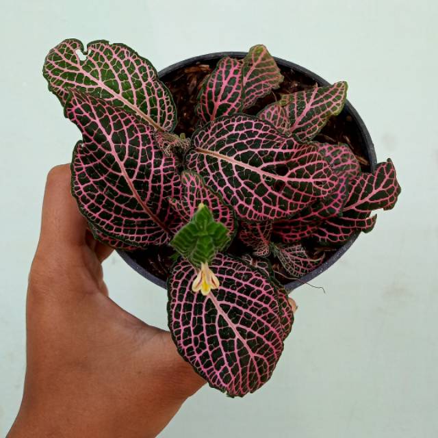 Tanaman hias Fittonia albivenis pink merah - fitonia