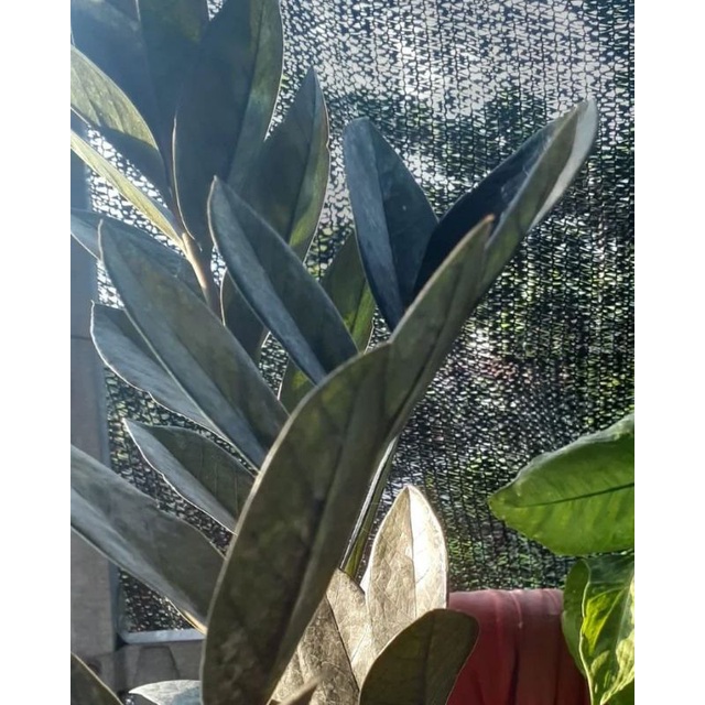zamia raven black hitam 1 pot / tanaman hias