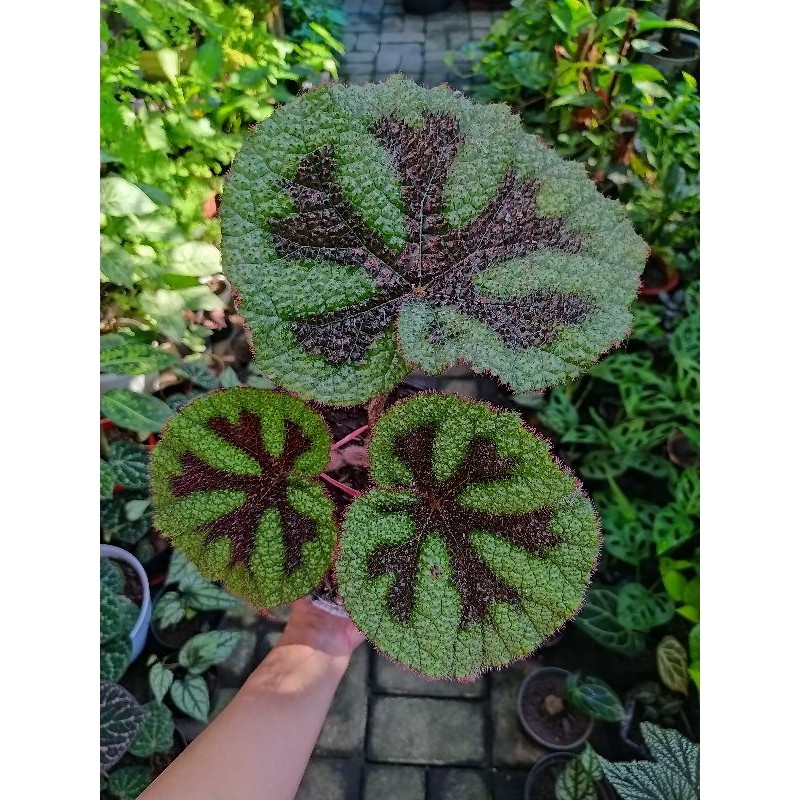 Begonia Iron Cross