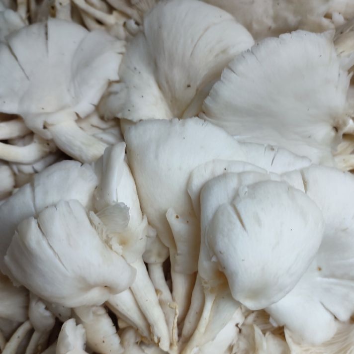 

Jamur Tiram 200gr
