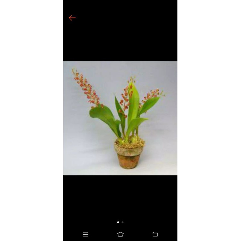 Tanaman hias anggrek jenis liparis