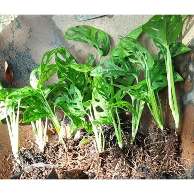 janda bolong monstera acuminata/monstera andasoni