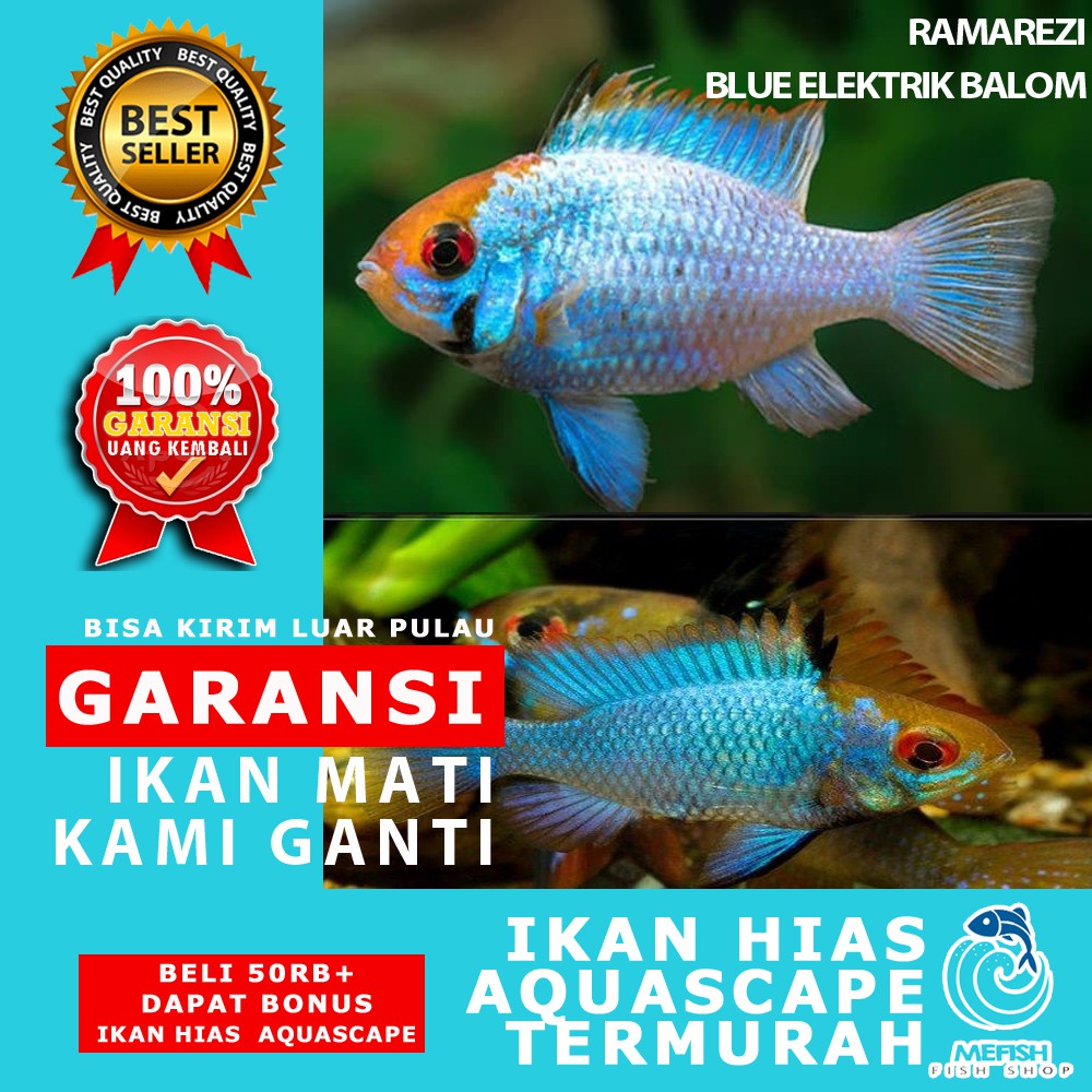 Ikan hias aquascape aquarium air tawar laut - MEFISH_ID - RAMAREZI BLUE ELEKTRIK BALOM