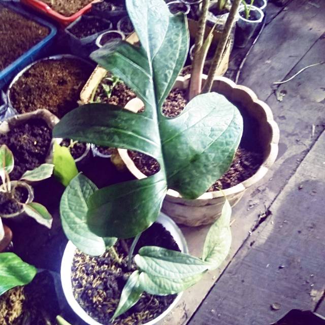 

amrydium silver hutan kalimantan