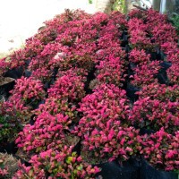 Tanaman Hias bunga krokot Merah Tanaman Hidup