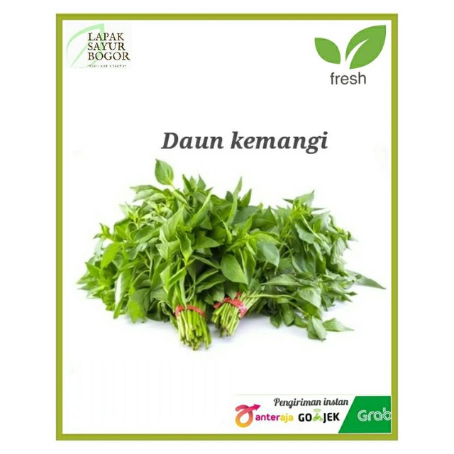 

daun kemangi daun sayur lalap kemangi lapak sayur bogor