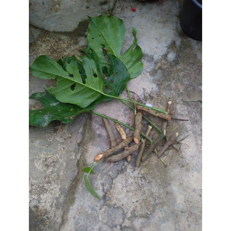 Bonggol monstera king