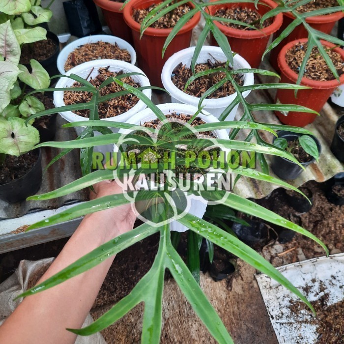 TANAMAN HIAS PHILODENDRON TORTUM - PHILO TORTUM