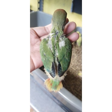 Burung parrot lovebird non klep nk anakan lolohan bahan jinak