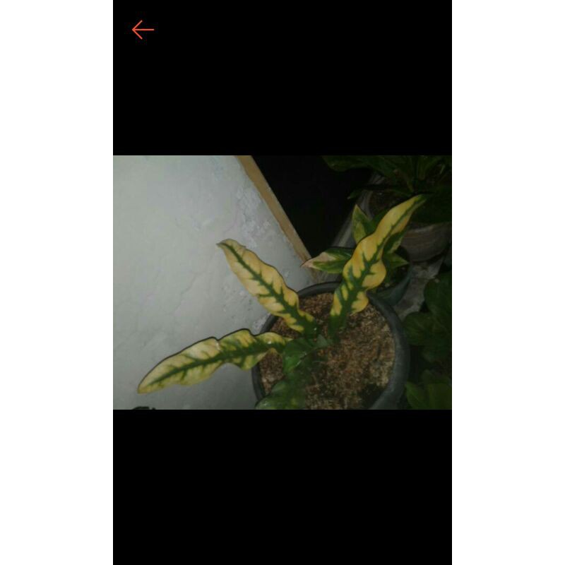 keris nogomas anthurium keris variegata golden