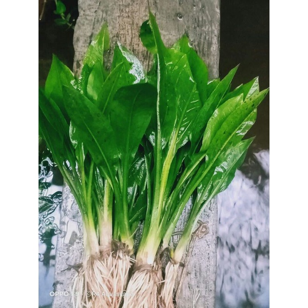 amazon bleheri swort
