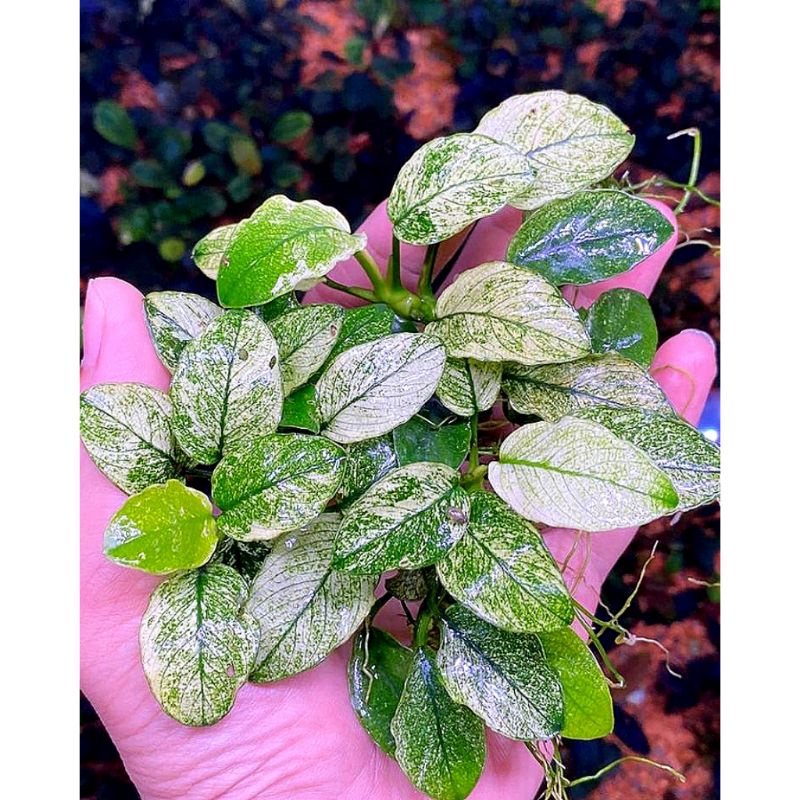 Anubias nana pinto 3 pcs dan bonus