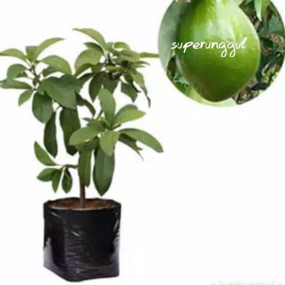 

RESTOCK LAGI!!-42 Alpukat mentega jumbo