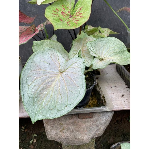 keladi/caladium hybrid thailand quen of WHITE JAGUAR double leaf