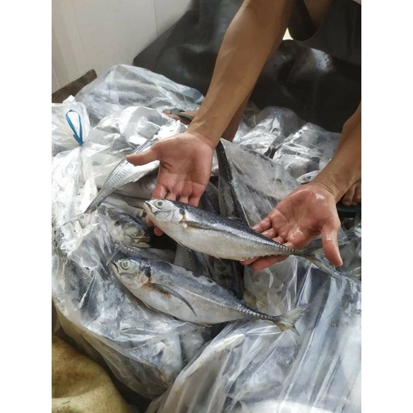 

Ikan tengkek