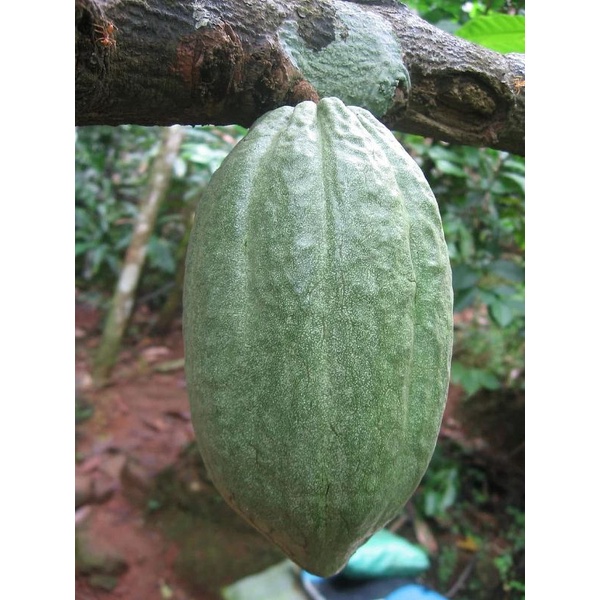 

Buah Kakao Buah Coklat Muda 1kg