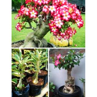  BIBIT  CANTIK TANAMAN  BUNGA BONSAI ADENIUM KAMBOJA JEPANG 