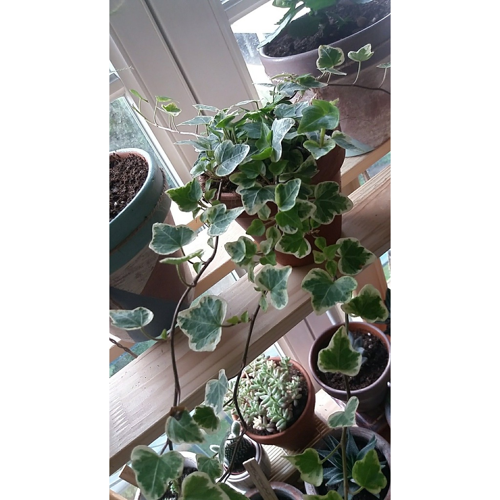 tanaman hias ivy hedera helix