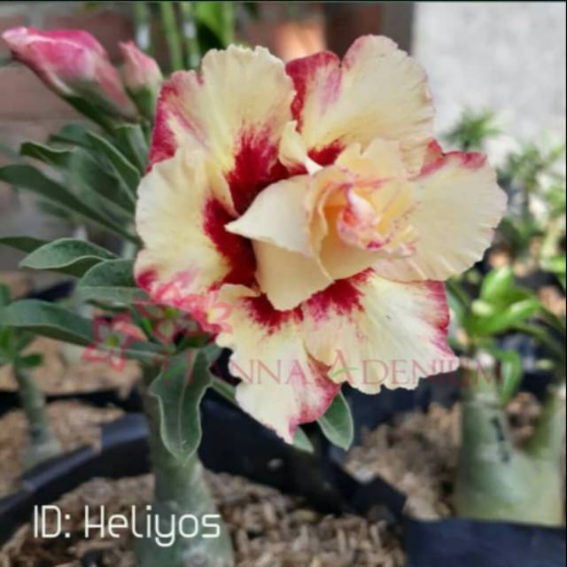PROMO Bibit bunga Kamboja adenium heliyos - bunga Kamboja adenium