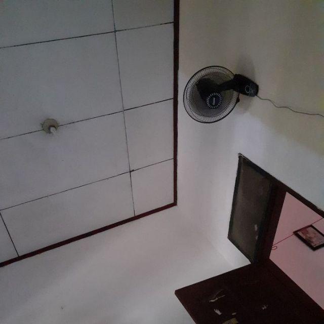 Benih Batang Singkong Unggul 1 Kg Murah