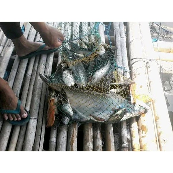 kroto cair biang kroto alam essen kroto