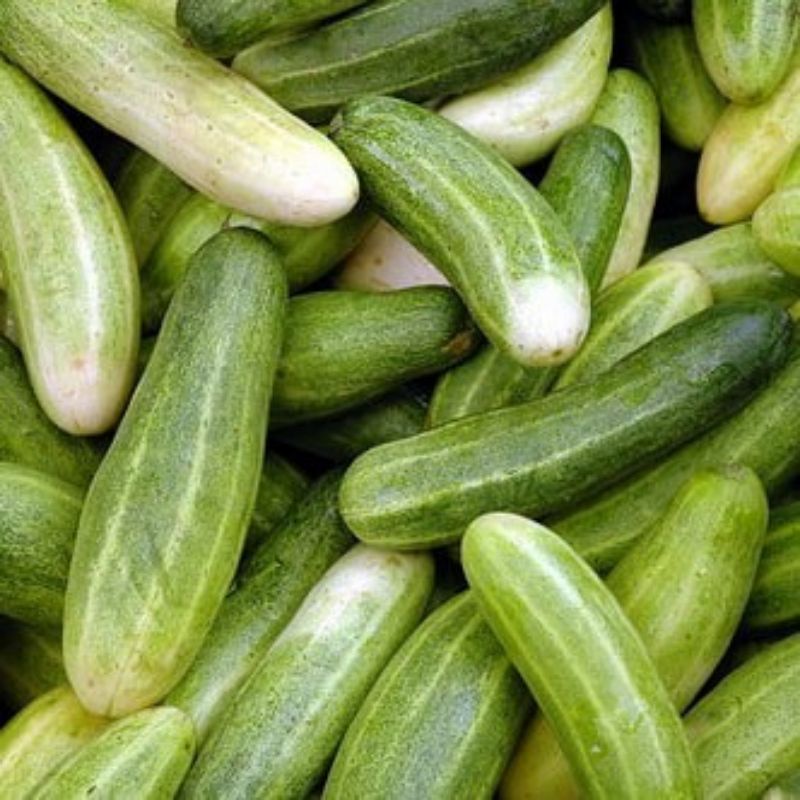 

timun segar