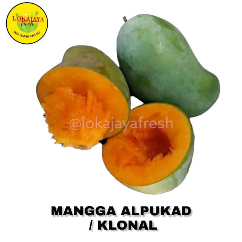 

Mangga Alpukat Klonal 1 Kg Super Manis