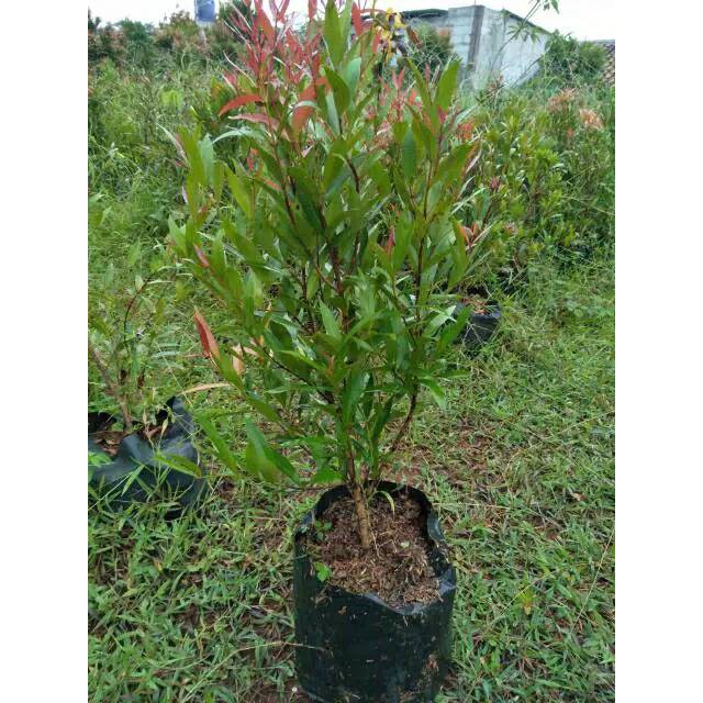 Jual   Pucuk merah - pohon pucuk merah tinggi 50cm   _