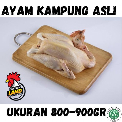 

Ayam Kampung Asli Fresh ( Ukuran 800-900gr )