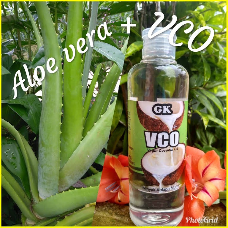 

VCO Minyak Kelapa Murni / Virgin Coconut Oil GK Terbaik