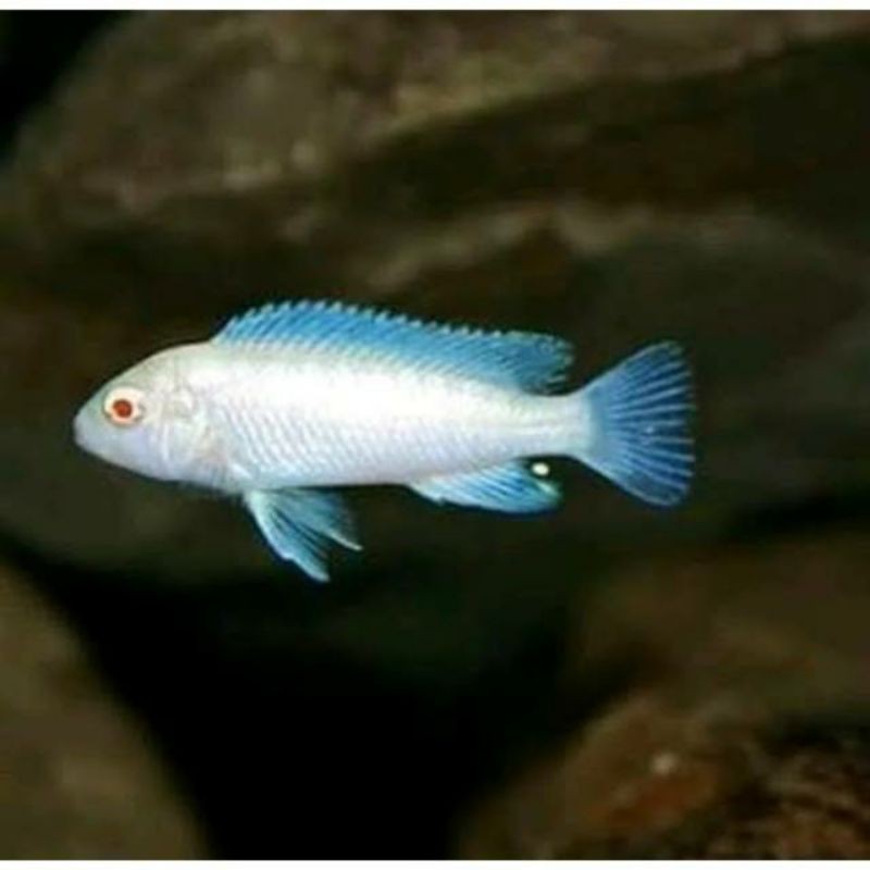 

ikan chiclid snow white