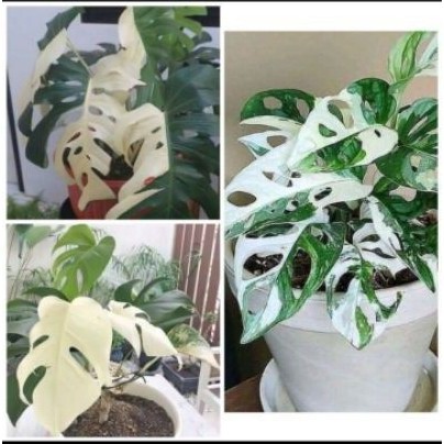Paket 3 Bonggol Monstera Varigata Monstera Albino Monstera Obliqua Varigata Janbol Shopee Indonesia