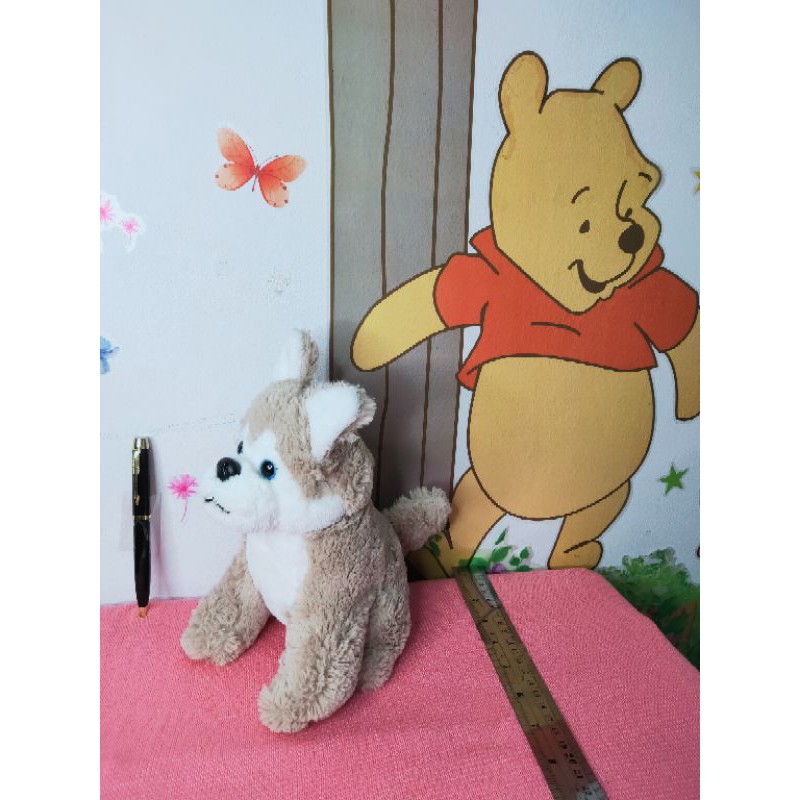 Anjing Puppy Husky Coklat Muda