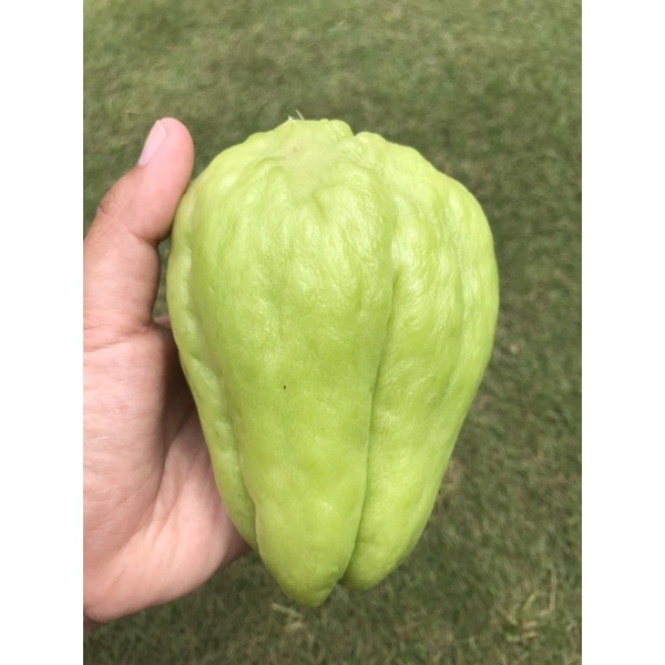 

Labu Siam atau Jipang MURAH HARGA 4999/kg